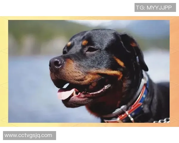 世界足球球星与爱犬亲密合照排名揭晓 前十名最宠爱犬种曝光